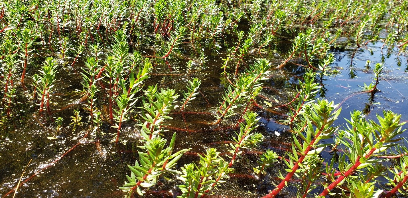 Figure 5 Stand of variable leaf milfoiljpg